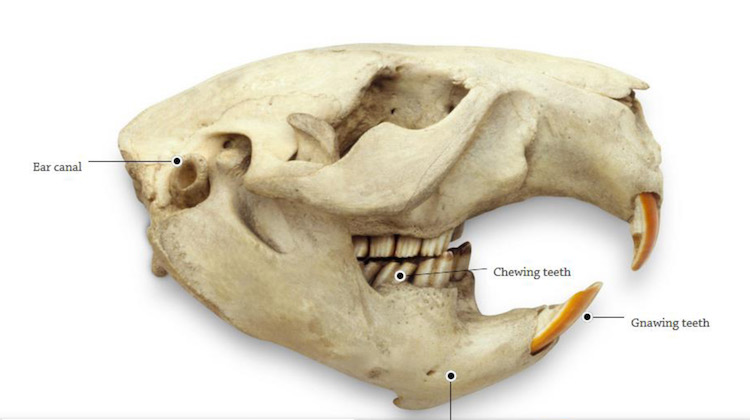 beaver skull teeth